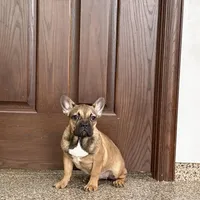 Sondra, a female French Bulldog for sale in Nappanee, IN – Photo 2 of 7