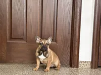Sondra, a female French Bulldog for sale in Nappanee, IN – Photo 2 of 7