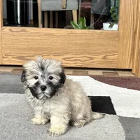 Annabelle , a female Coton de Tulear for sale in Nappanee, IN – Photo 1 of 6