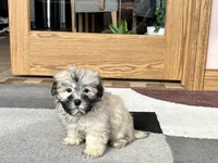Annabelle , a female Coton de Tulear for sale in Nappanee, IN – Photo 1 of 6