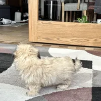 Annabelle , a female Coton de Tulear for sale in Nappanee, IN – Photo 4 of 6