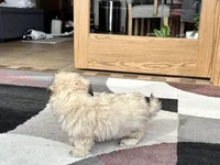 Annabelle , a female Coton de Tulear for sale in Nappanee, IN – Photo 4 of 6