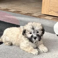 Annabelle , a female Coton de Tulear for sale in Nappanee, IN – Photo 2 of 6