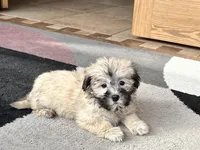 Annabelle , a female Coton de Tulear for sale in Nappanee, IN – Photo 2 of 6