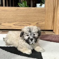Annabelle , a female Coton de Tulear for sale in Nappanee, IN – Photo 3 of 6
