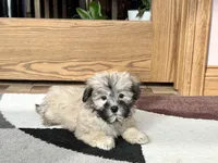 Annabelle , a female Coton de Tulear for sale in Nappanee, IN – Photo 3 of 6