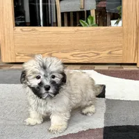 Annabelle , a female Coton de Tulear for sale in Nappanee, IN – Photo 6 of 6