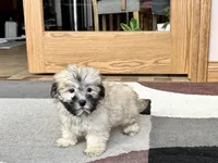 Annabelle , a female Coton de Tulear for sale in Nappanee, IN – Photo 6 of 6