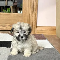 Annabelle , a female Coton de Tulear for sale in Nappanee, IN – Photo 5 of 6