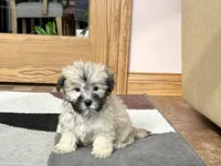 Annabelle , a female Coton de Tulear for sale in Nappanee, IN – Photo 5 of 6