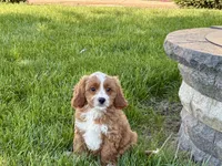 Amos , a male Cockapoo and Cavalier King Charles Spaniel for sale in Nappanee, IN – 5 of 10