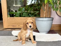 Greg , a male Cavapoo and Cockapoo for sale in Nappanee, IN – 1 of 8