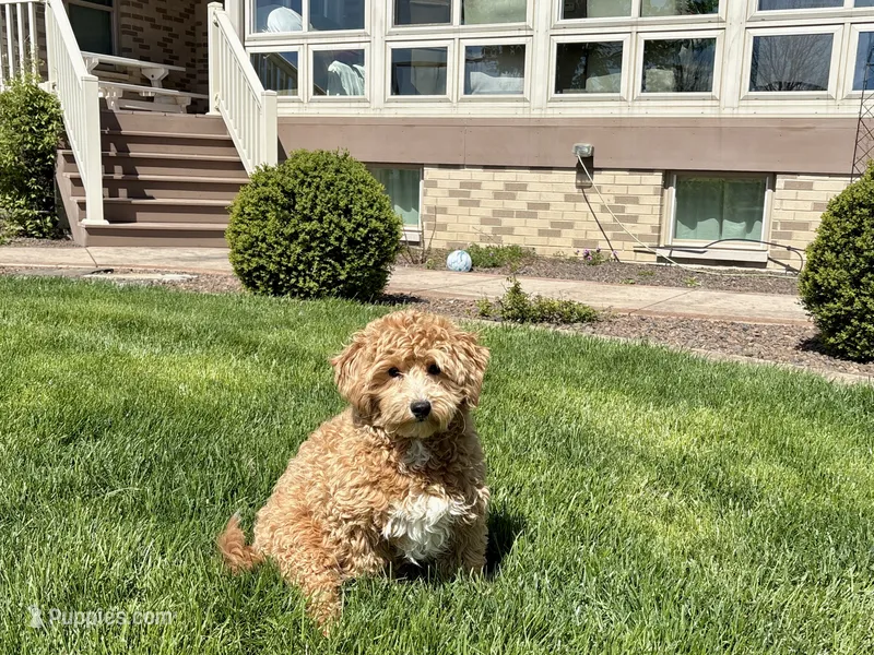 Shane – Maltipoo puppy for sale in Nappanee, IN