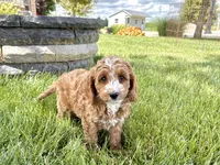Lisa F1b, a female Cockapoo for sale in Nappanee, IN – 2 of 9