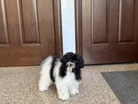 Lanie, a female Havanese for sale in Nappanee, IN – 6 of 6