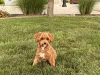 Lenny, a male Maltipoo for sale in Nappanee, IN – 1 of 8