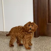 Reba, a female Cockapoo for sale in Nappanee, IN – Photo 8 of 8