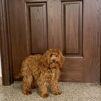 Reba, a female Cockapoo for sale in Nappanee, IN – Photo 2 of 8