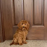 Reba, a female Cockapoo for sale in Nappanee, IN – Photo 5 of 8