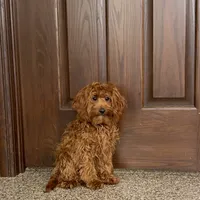 Reba, a female Cockapoo for sale in Nappanee, IN – Photo 3 of 8