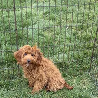 Reba, a female Cockapoo for sale in Nappanee, IN – Photo 4 of 8