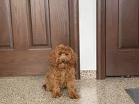 processed/468108b0-b5ce-4c2b-b609-98d2598c0f8a/listing/11969711-9671-4f74-9d9c-5df9b2b1b158/cd5c7bfd-3830-47b6-baaf-54d70606b04d