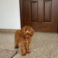 Reba, a female Cockapoo for sale in Nappanee, IN – Photo 1 of 8