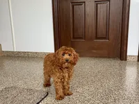 processed/468108b0-b5ce-4c2b-b609-98d2598c0f8a/listing/11969711-9671-4f74-9d9c-5df9b2b1b158/dcc99b89-8fe8-44b0-b063-9d433a34de26