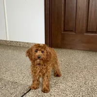 Reba, a female Cockapoo for sale in Nappanee, IN – Photo 7 of 8