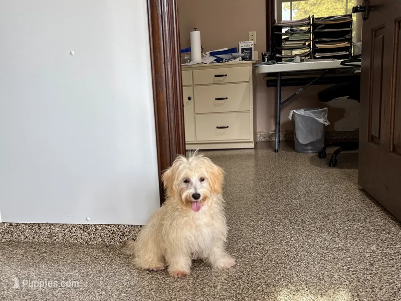 Timmy – Maltipoo puppy for sale in Nappanee, IN