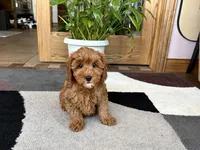 Ginger, a female Cavapoo and Poodle - Miniature  for sale in Nappanee, IN – 6 of 6