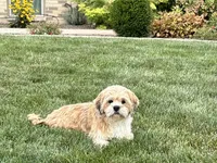 Beau, a male Lhasa Apso for sale in Nappanee, IN – 4 of 9