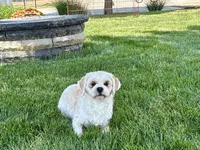 Beau, a male Lhasa Apso for sale in Nappanee, IN – 4 of 10