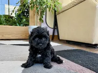 Sherry, a female Havapoo for sale in Nappanee, IN – 6 of 8