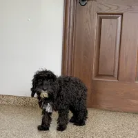 Shellie, a female Cockapoo for sale in Nappanee, IN – Photo 3 of 8