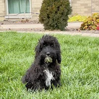 Shellie, a female Cockapoo for sale in Nappanee, IN – Photo 1 of 8
