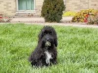 Shellie, a female Cockapoo for sale in Nappanee, IN – Photo 1 of 8