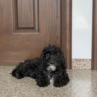 Shellie, a female Cockapoo for sale in Nappanee, IN – Photo 6 of 8