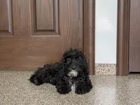 Shellie, a female Cockapoo for sale in Nappanee, IN – Photo 6 of 8