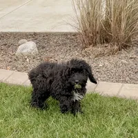 Shellie, a female Cockapoo for sale in Nappanee, IN – Photo 5 of 8