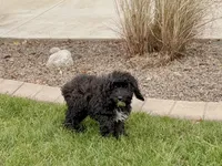 Shellie, a female Cockapoo for sale in Nappanee, IN – Photo 5 of 8