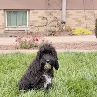 Shellie, a female Cockapoo for sale in Nappanee, IN – Photo 8 of 8
