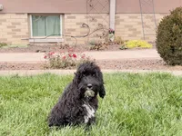 Shellie, a female Cockapoo for sale in Nappanee, IN – Photo 8 of 8
