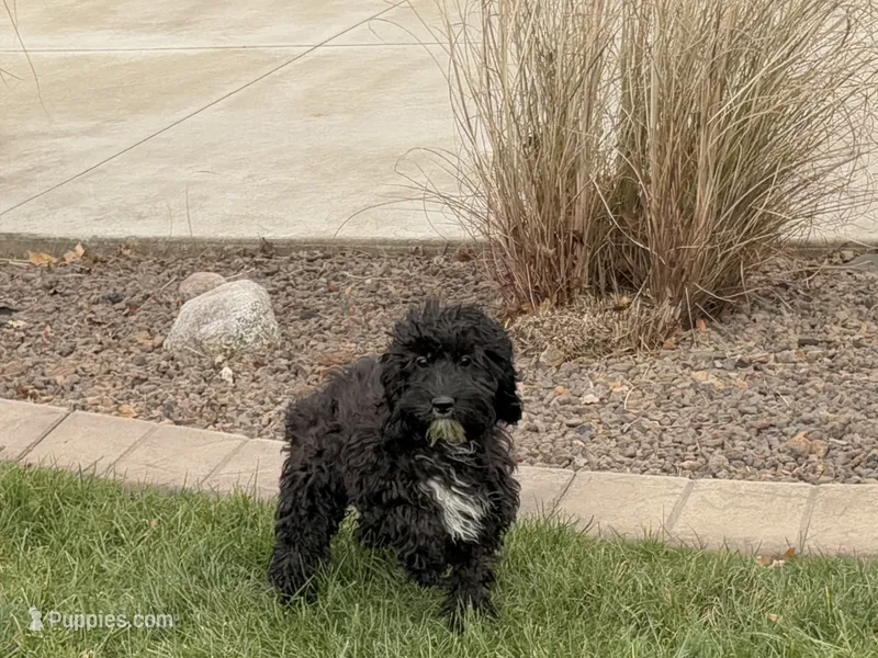 Shellie – Cockapoo puppy for sale in Nappanee, IN