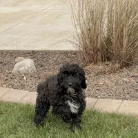 Shellie, a female Cockapoo for sale in Nappanee, IN – Photo 2 of 8