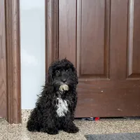 Shellie, a female Cockapoo for sale in Nappanee, IN – Photo 4 of 8