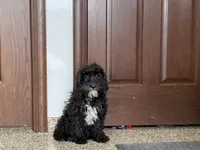 Shellie, a female Cockapoo for sale in Nappanee, IN – Photo 4 of 8