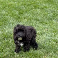 Shellie, a female Cockapoo for sale in Nappanee, IN – Photo 7 of 8