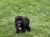 Shellie, a female Cockapoo for sale in Nappanee, IN – Photo 7 of 8