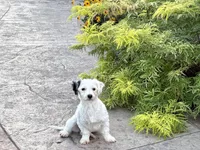 Shellie , a female Coton de Tulear and Havanese for sale in Nappanee, IN – 4 of 7